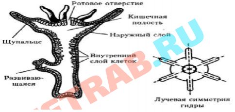 Даркнет площадки